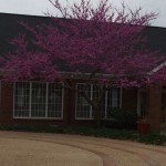 redbud courtyard pic